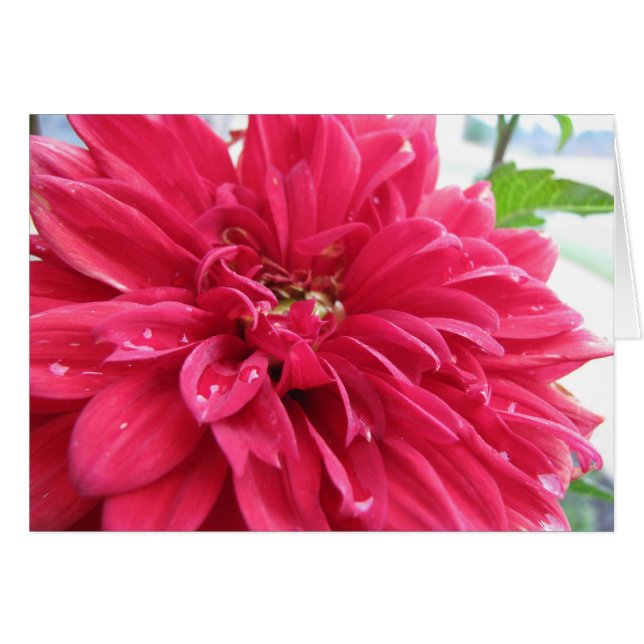 Dhalia überlebt die Dürre (Vorderseite (Horizontal))
