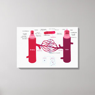 Diagramm Blutgefäße Arterien Venen Kapillaren Leinwanddruck