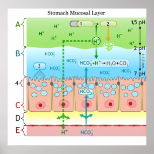Diagramm der alkalischen Schleimschicht im Magenra Poster