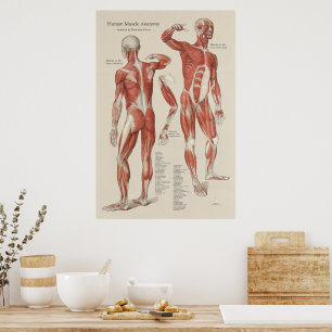 Diagramm der Anatomie der menschlichen Muskeln Poster