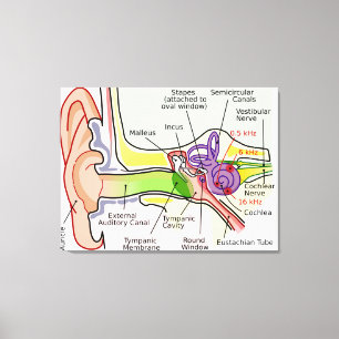 Diagramm der Cochlea-Frequenzabbildung des menschl Leinwanddruck