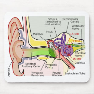 Diagramm der Cochlear-Frequenz des menschlichen Oh Mousepad