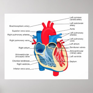 Diagramm der einzelnen Teile des menschlichen Herz Poster