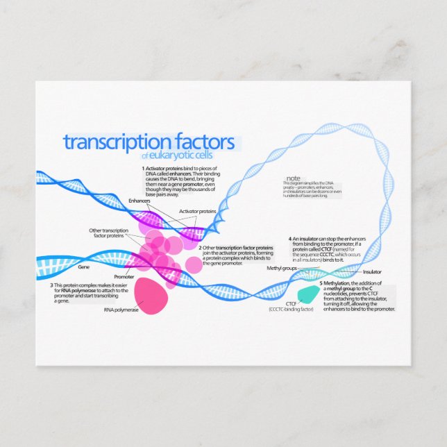 Diagramm der Gentranskriptionsfaktoren Postkarte (Vorderseite)