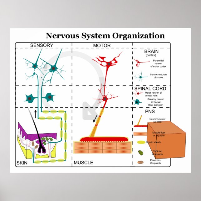 Diagramm der grundlegenden Funktionen des Nervensy Poster (Vorne)