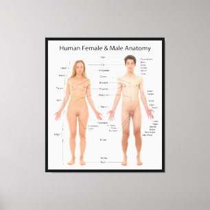 Diagramm der grundlegenden menschlichen weiblichen leinwanddruck