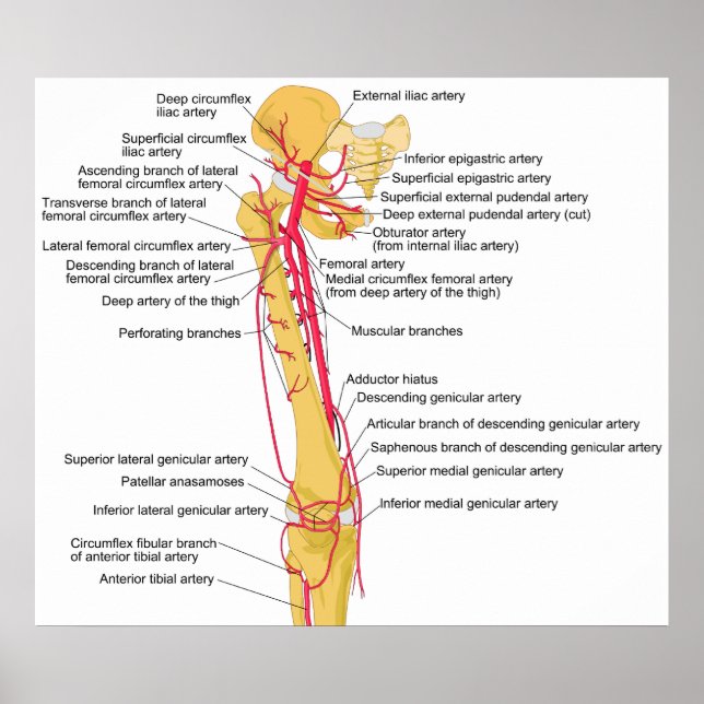 Diagramm der Hauptarterien im menschlichen Obersch Poster (Vorne)