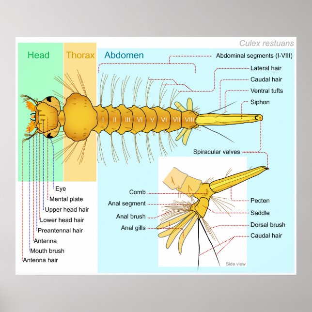 Diagramm der Larva eines Moskito Culex Restuans Poster (Vorne)