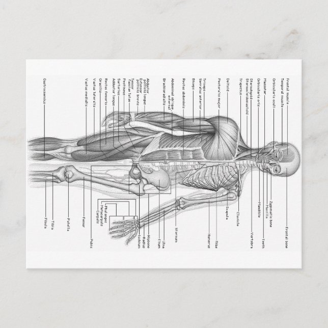 Diagramm der menschlichen Anatomie Postkarte (Vorderseite)