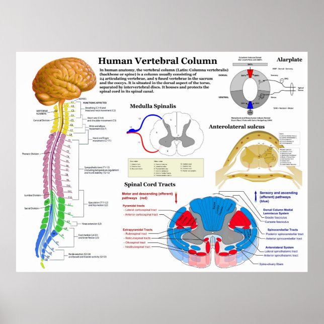 Diagramm der menschlichen Wirbelsäule Poster (Vorne)