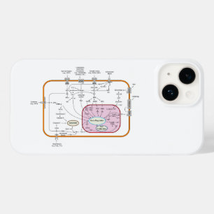 Diagramm der Signalwege von Zellen Case-Mate iPhone 14 Hülle