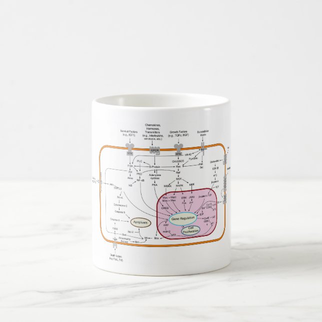 Diagramm der Signalwege von Zellen Kaffeetasse (Mittel)