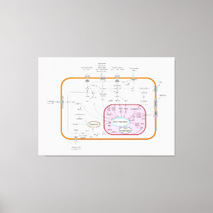 Diagramm der Signalwege von Zellen Leinwanddruck