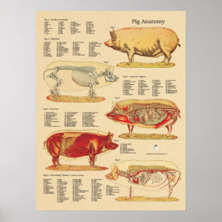 Diagramm der tierärztlichen Anatomie Poster