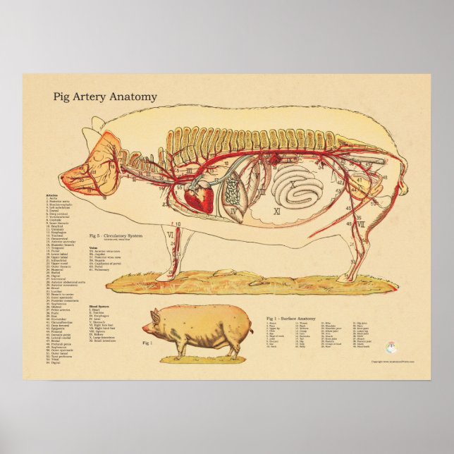Diagramm der tierärztlichen Anatomie von Schweinek Poster (Vorne)