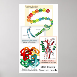 Diagramm der wichtigsten Proteinstruktur Poster