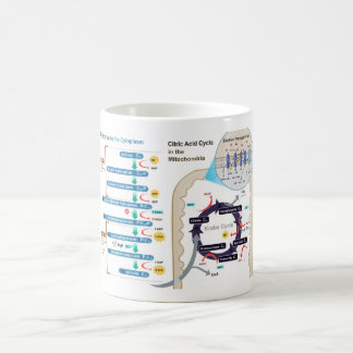Diagramm der Zellatmung Glykolyse-Chart Kaffeetasse
