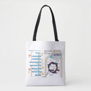 Diagramm der Zellatmung Glykolyse Chart  Tasche
