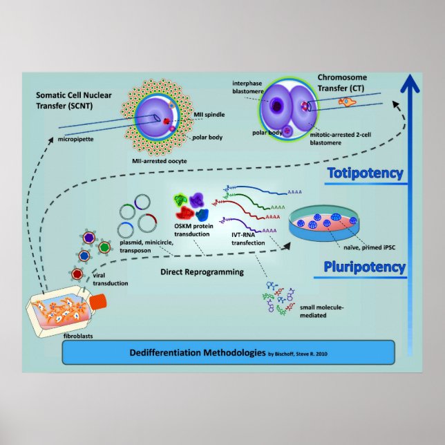 Diagramm der Zelldifferenzierungsmethoden Poster (Vorne)