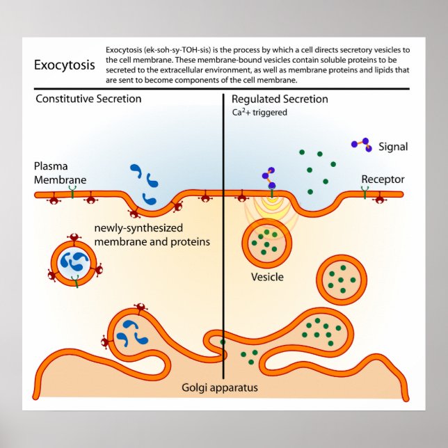 Diagramm der Zellulozytose Poster (Vorne)