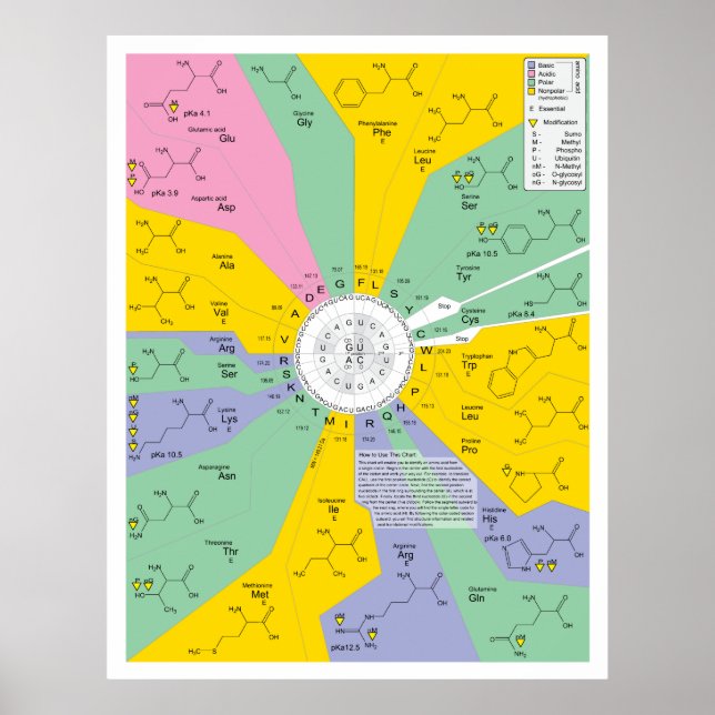 Diagramm des genetischen Codes mit Aminosäurerücks Poster (Vorne)