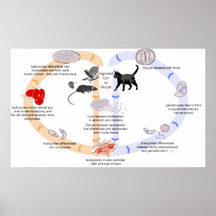 Diagramm des Lebenszyklus von Toxoplasma Gondii Poster