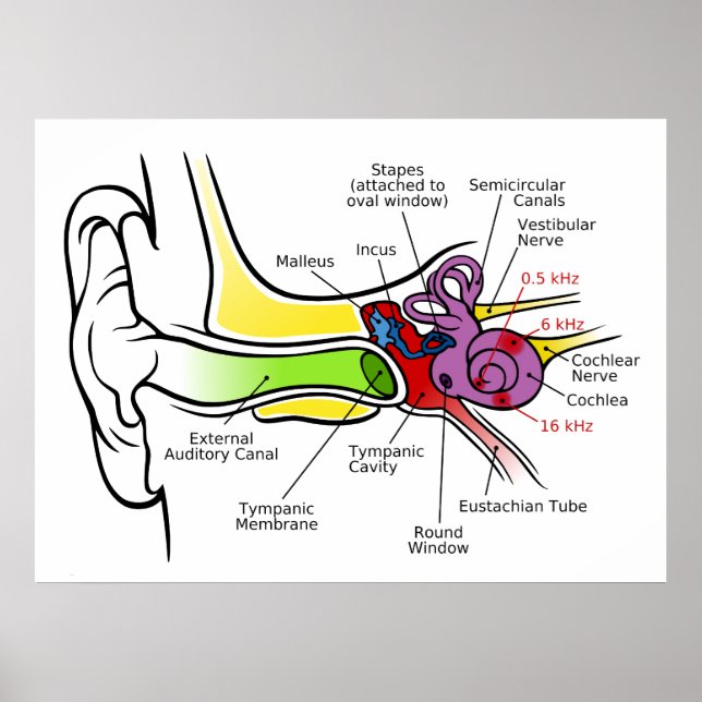 Diagramm des menschlichen Ohrs mit Cochlear-Freque Poster (Vorne)