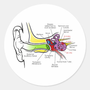 Diagramm des menschlichen Ohrs mit Cochlear-Freque Runder Aufkleber