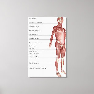 Diagramm des muskulösen Systems Leinwanddruck