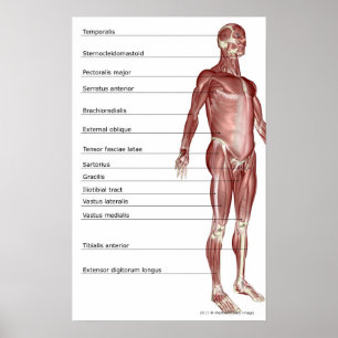 Diagramm des muskulösen Systems Poster