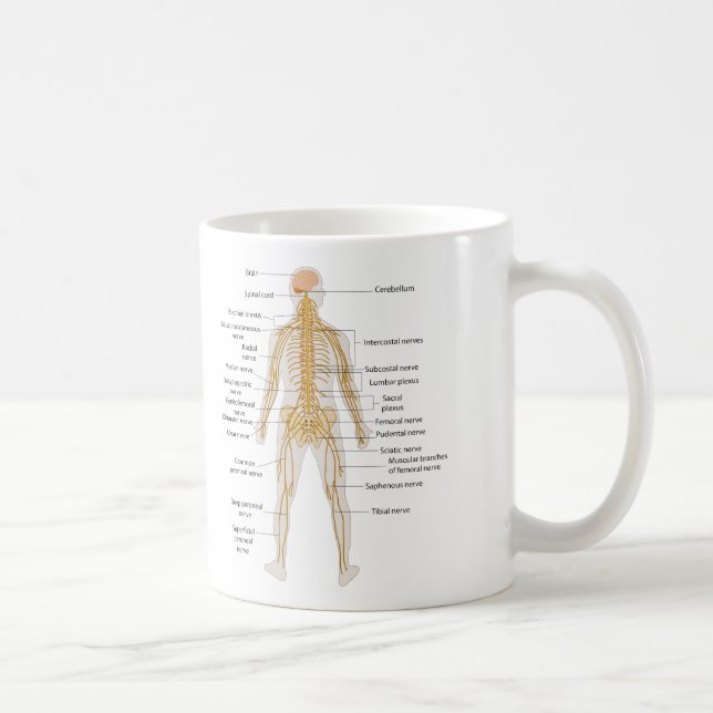 Diagramm des Nervensystems des menschlichen Kaffeetasse (Rechts)