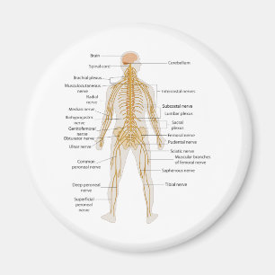 Diagramm des Nervensystems des menschlichen Magnet