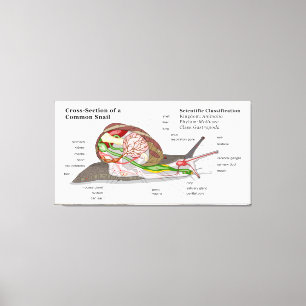 Diagramm einer allgemeinen Garten-Schnecke Leinwanddruck