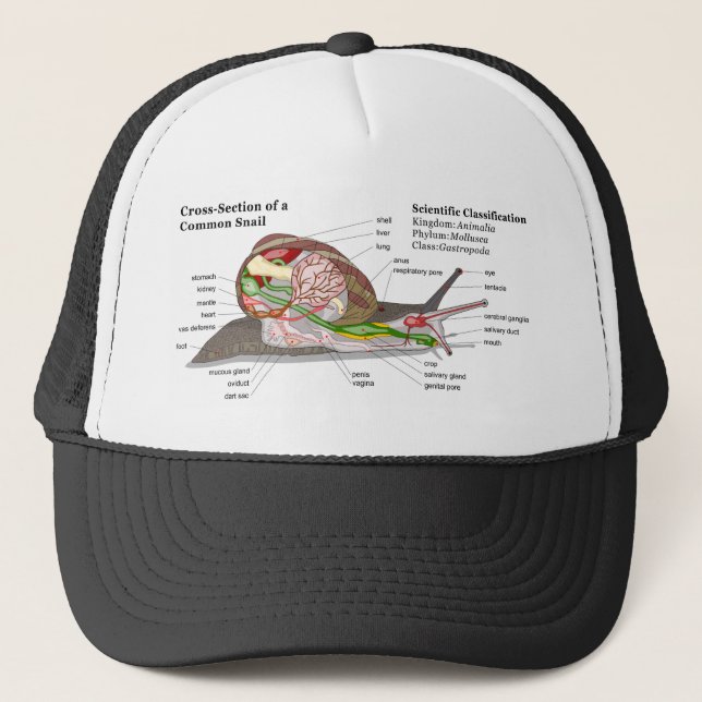 Diagramm einer allgemeinen Garten-Schnecke Truckerkappe (Vorderseite)