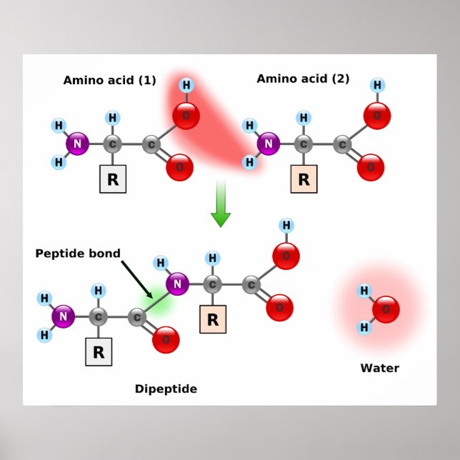 Diagramm einer Amino-Säure-Peptidknotenbildung Poster (Vorne)