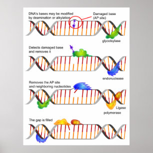 Diagramm einer einfachen niedrigen poster