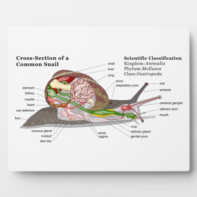Diagramm einer Schnecke aus einem gemeinsamen Gart Fotoplatte (Vorderseite)