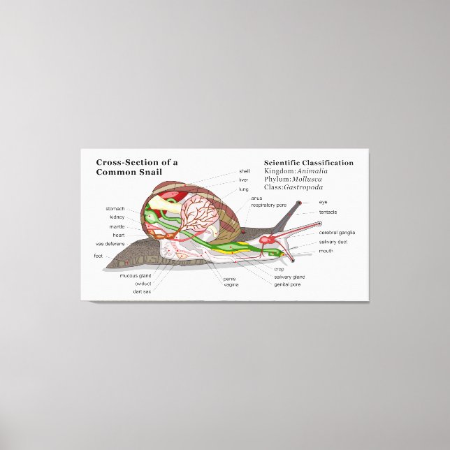 Diagramm einer Schnecke aus einem gemeinsamen Gart Leinwanddruck (Vorderseite)