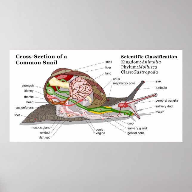Diagramm einer Schnecke aus einem gemeinsamen Gart Poster (Vorne)