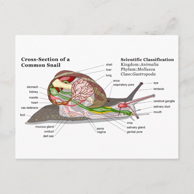 Diagramm einer Schnecke aus einem gemeinsamen Gart Postkarte (Vorderseite)