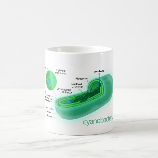 Diagramm einer typischen Cyanobacteria-Zelle Kaffeetasse (Mittel)
