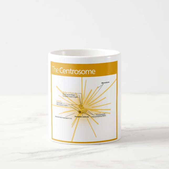 Diagramm eines Zentrosom Kaffeetasse (Mittel)