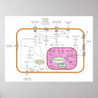 Diagramm für molekulare Signalwege
