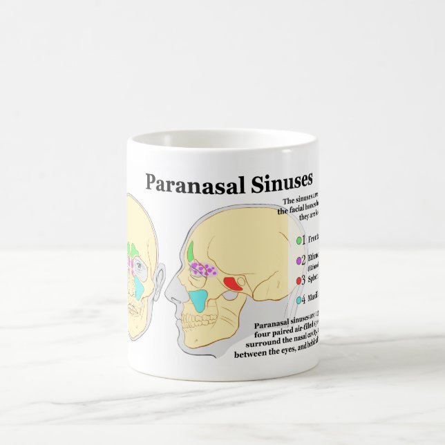Diagramm menschlicher Paranasal Kurven Kaffeetasse (Mittel)