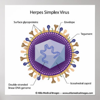 Diagramm mit Herpesvirus. Poster