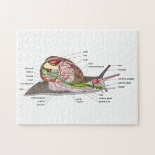 Diagramm Schnecke Helix aspersa geteilt-geschnitte