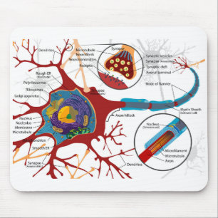 Diagramm vollständige Nervenzelle Nervensystem Mousepad