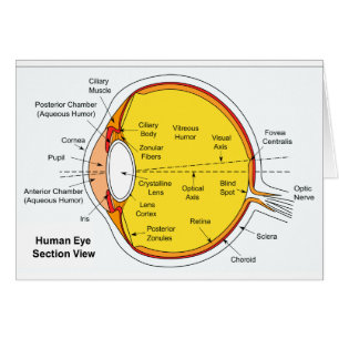 Diagramme anatomique de la boule d'oeil humain