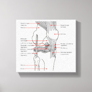 Diagramme anatomique de la toile joint du genou dr