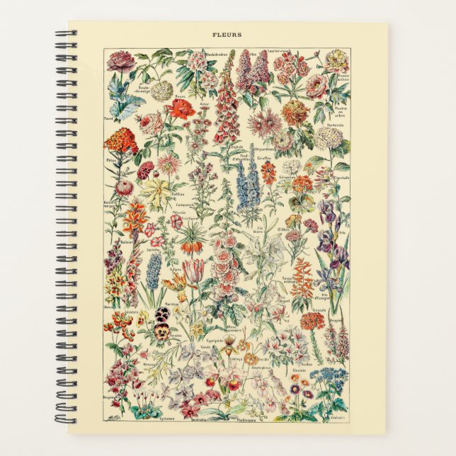 Diagramme de Fleur sauvage botanique Fleurs (Devant)